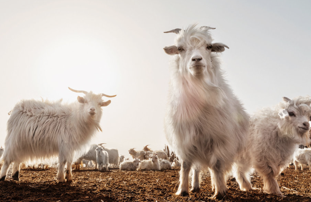 Himalayan goats - source of cashmere
